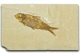 Detailed Fossil Fish (Knightia) - Wyoming #330840-1